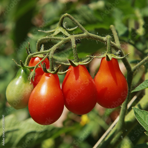 Tomates Red Pear shaped