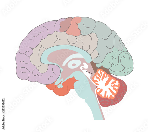 The brain structures