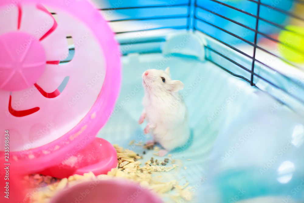 Cute Exotic white baby Winter White Dwarf Hamster standing two legs begging for pet food with
