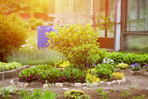 Home garden in spring in sunlight. A carefully maintained garden with flowers, vegetables, greenhouse.