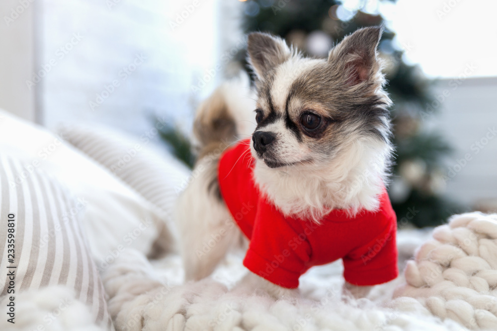 Pretty chihuahua puppy dog wearing red warm sweater in scandinavian style bedroom with light plaid and decorative pillows. Pets friendly hotel or home room. Animals care concept. Pretty chihuahua puppy dog wearing red warm sweater in scandinavian style bedroom with light plaid and decorative pillows. Pets friendly hotel or home room. Animals care concept.
