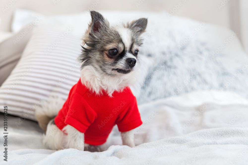 Bedroom puppies sales