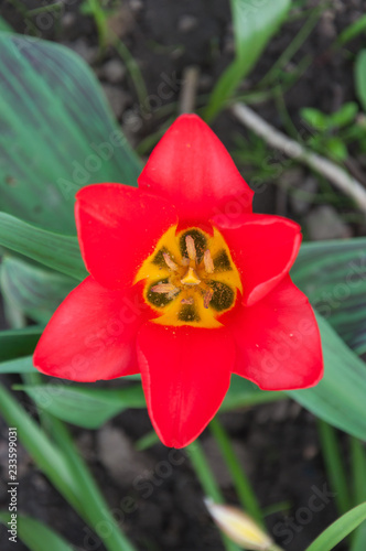 Tulipa humilis photo