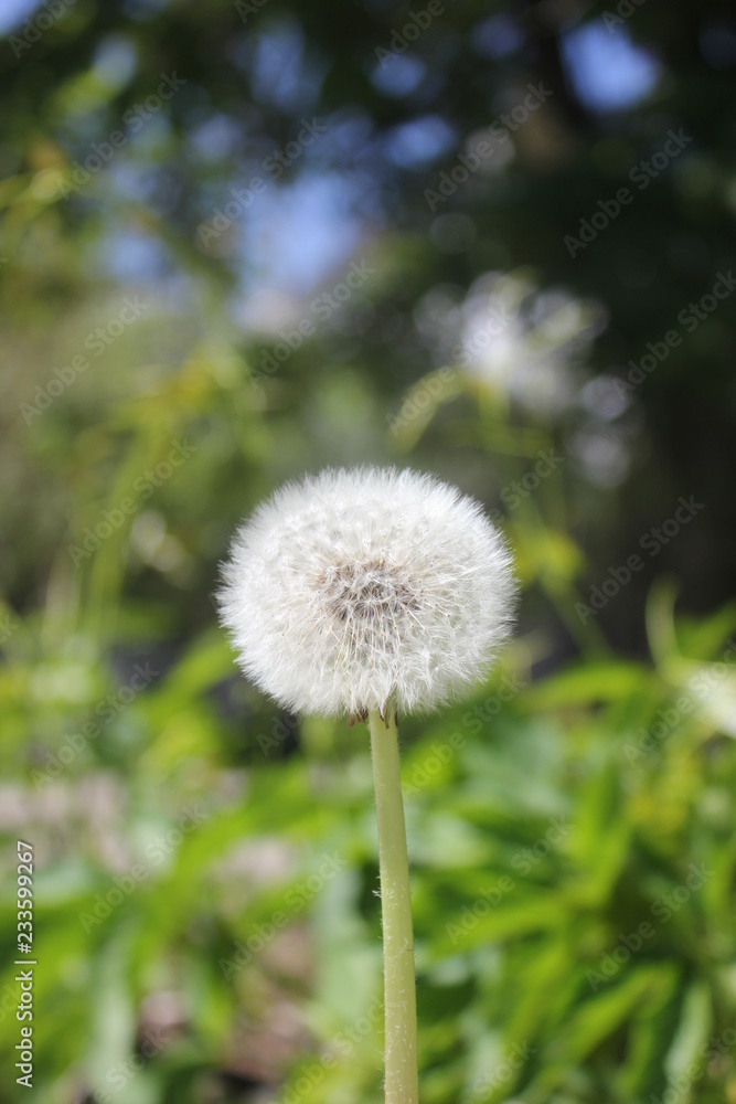dandelion on background of green grass dandelion on background of green grass