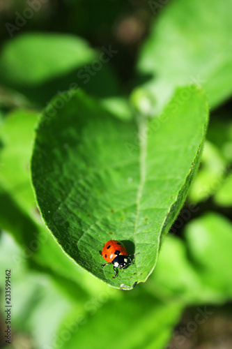 close up of a ladybird on green background © k
