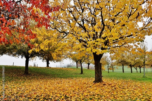 Obstbäume im Herbstkleid