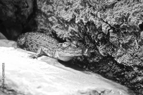 black and white crocodile 