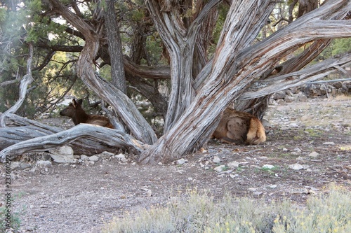 Wild elk at Grand Canyon