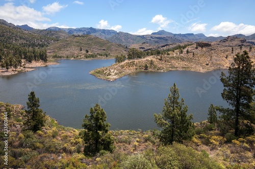 Reserva Presa de las Ninas, Canary Island pines (Pinus canariensis), Gran Canaria, Canary Islands, Spain, Europe photo