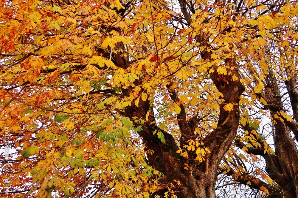 Herbstlicher Kastanienbaum