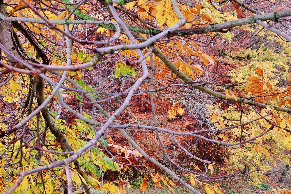 Herbstlicher Kastanienbaum