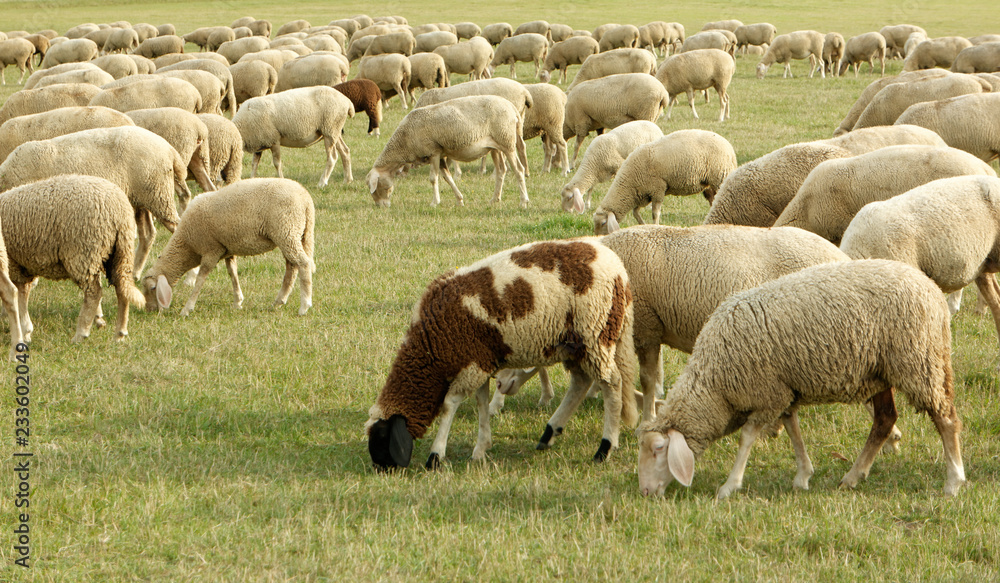 Fototapeta premium sheep 2806