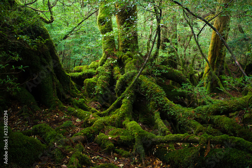 YAKUSHIMA　白谷雲水峡