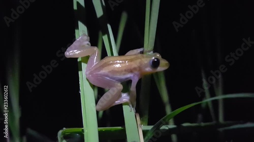 African reed frog in Guinea-Bissau, Africa photo