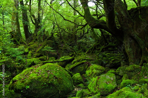 YAKUSHIMA　白谷雲水峡