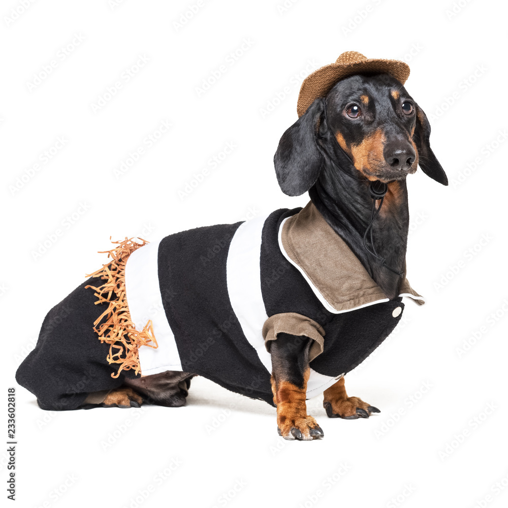 Funny dachshund dog with Cowboy costume and western hat isolated
