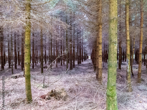 Rows of coniferous trees in a forested Belgian area