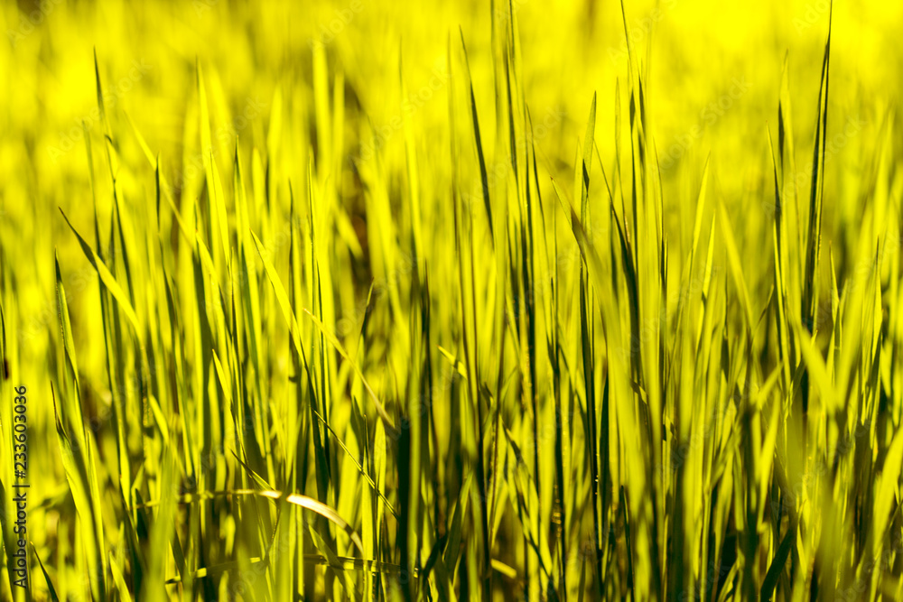 Natural green and yellow background with spring or summer. grass background