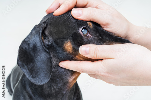 Photography Veterinarian examine on the eyes of a dog dachshund