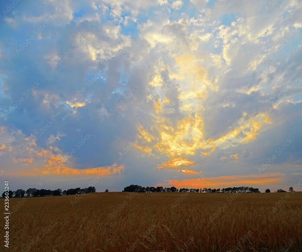 Fototapeta premium Spectacular colourful sunset over a barley field with deciduous forest in the background