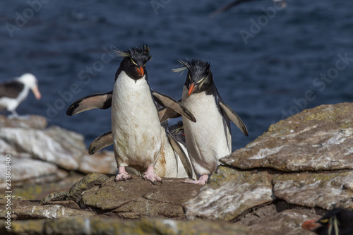 Pair of rockhopper penguins in the Falkland Islands.