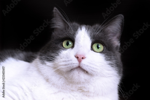 Portrait of a cat with green eyes close-up.