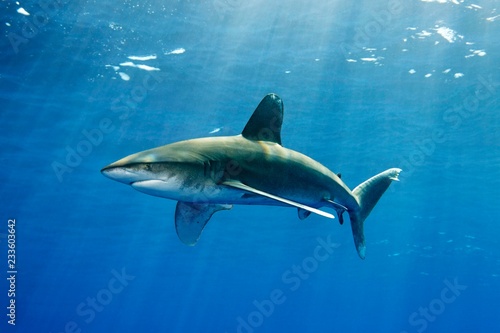 Oceanic whitetip shark (Carcharhinus longimanus), swims under the sea surface, Great barrier reef, Pacific, Australia, Oceania photo