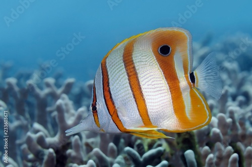Copperband Butterflyfish (Chelmon rostratus), Great Barrier Reef, Pacific, Australia, Oceania photo