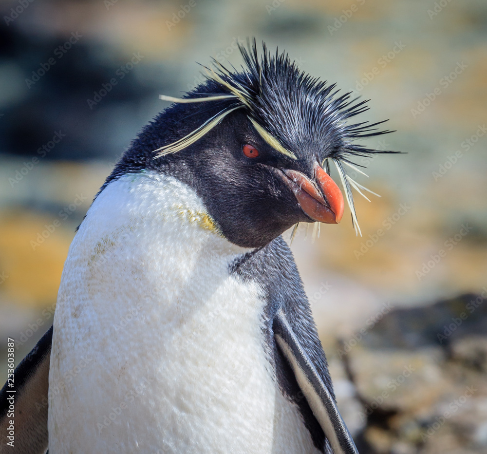 Naklejka premium Rockhopper penguin in Falkland Islands.