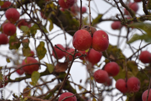 apple tree in november, ripe big red apples on the tree without leaves as an autumnal background