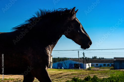 Fototapeta Naklejka Na Ścianę i Meble -  horse silhouette against the sky