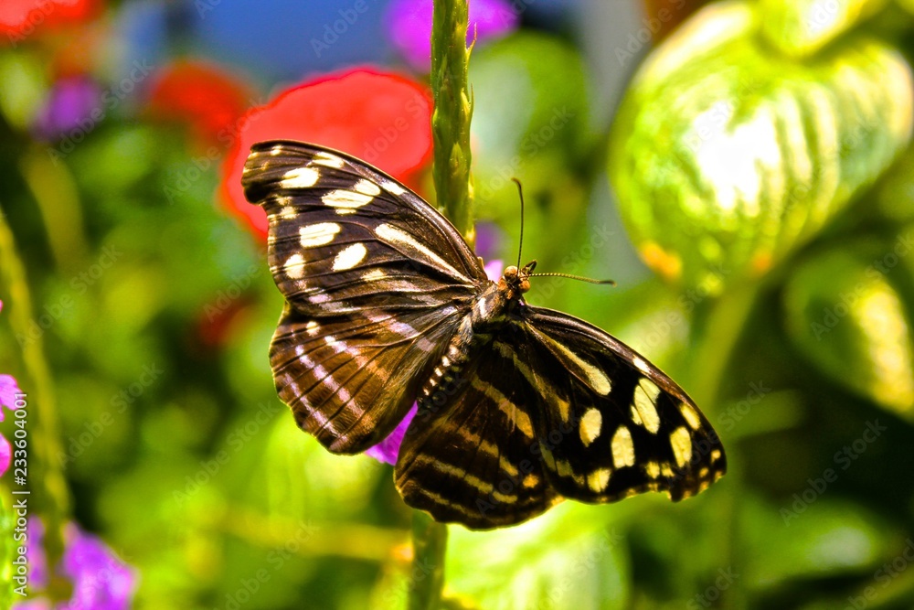 Naklejka premium butterfly on flower