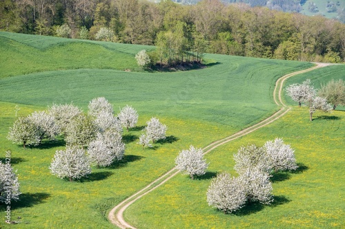 Blossoming cherry trees (Prunus avium) in meadow, Fricktaler Chriesiwag, cherry trail, Fricktal, Canton of Aargau, Switzerland, Europe