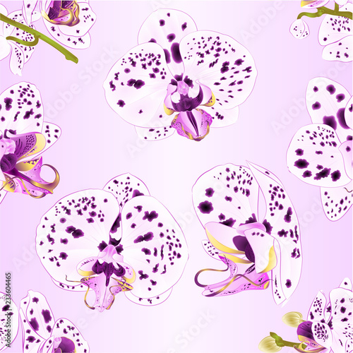 Seamless texture Orchids Phalaenopsis with purple and white dots   closeup beautiful flower  isolated vintage  vector illustration editable  hand draw