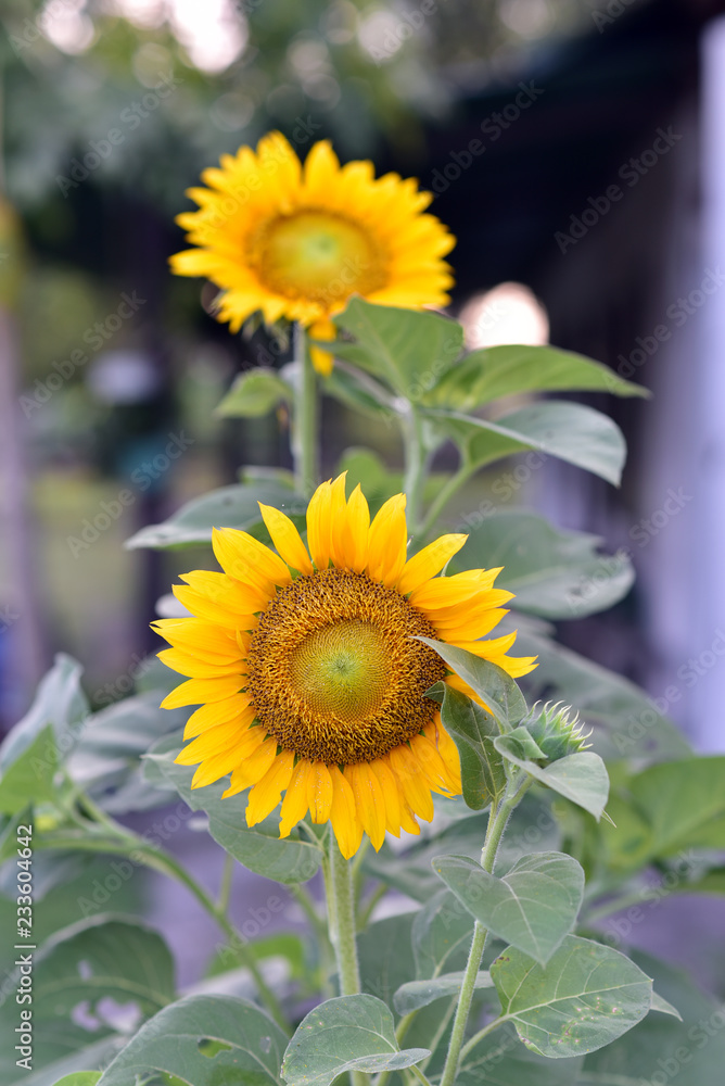 Naklejka premium Helianthus or sunflower field, Java Island, Indonesia