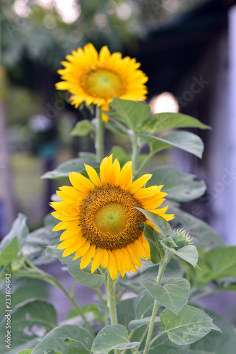 Fototapeta Naklejka Na Ścianę i Meble -  Helianthus or sunflower field, Java Island, Indonesia