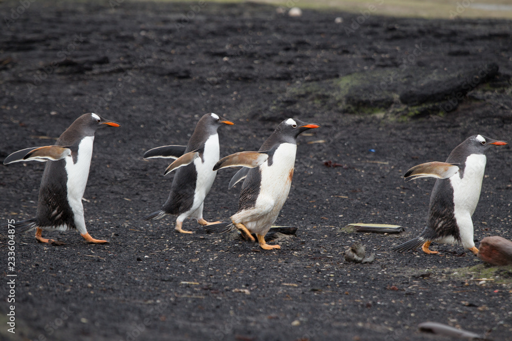 Naklejka premium Flock of gentoo penguins run over black sand beach on Saunders Island