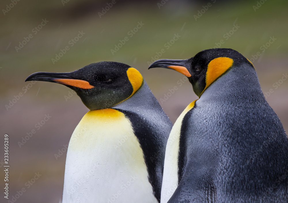 Fototapeta premium King Penguins in sleet and snow storm.tif