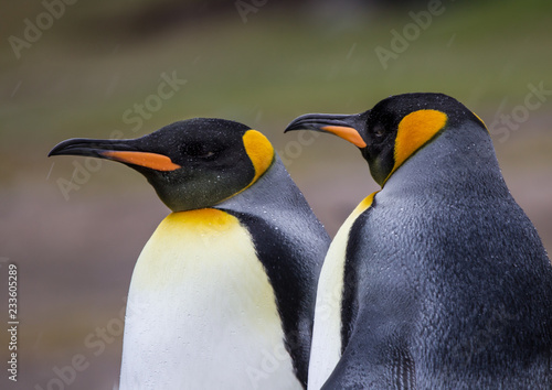 King Penguins in sleet and snow storm.tif