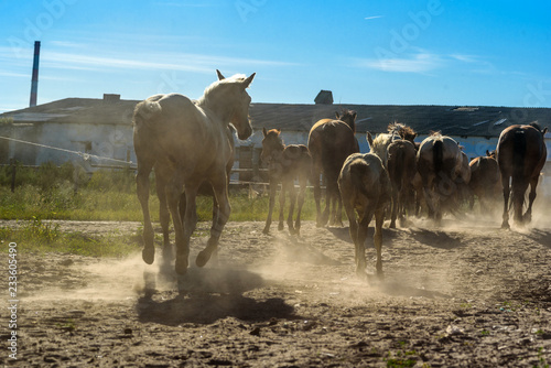 Fototapeta Naklejka Na Ścianę i Meble -  horses on a farm in summer