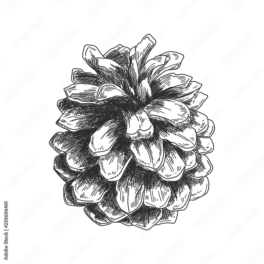 Pinecone - Original pine tree drawing in Pen and Ink - Nature art  illustration