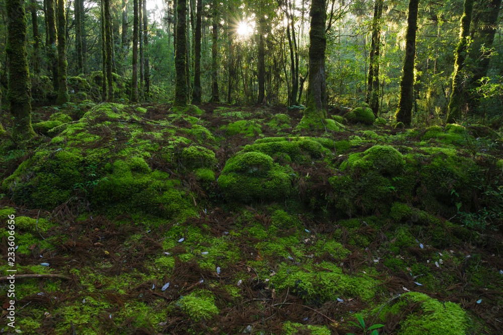 YAKUSHIMA　コケ