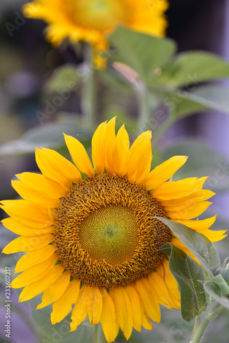 Fototapeta Naklejka Na Ścianę i Meble -  Helianthus or sunflower field, Java Island, Indonesia