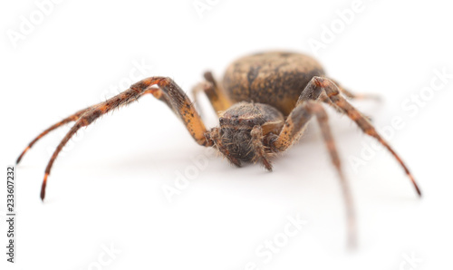 House spider isolated.