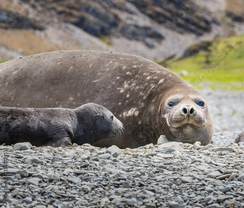 Female elephant seal with day old young cub