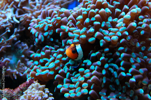 Amphiprion Ocellaris Clown fish in aquarium photo