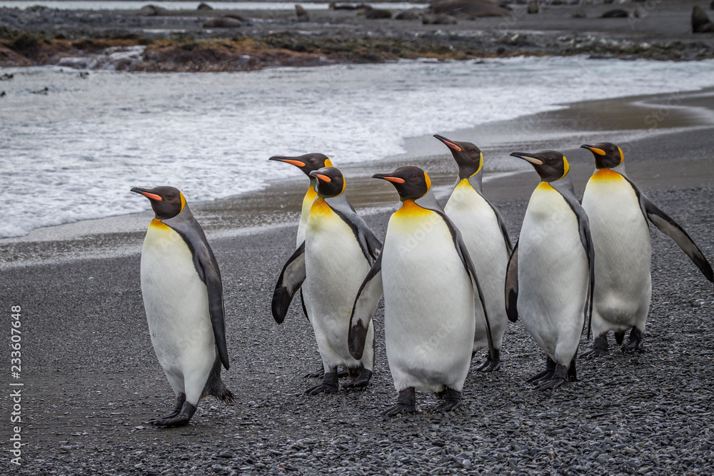 Fototapeta premium Small flock of emperor penguins walking on beach.