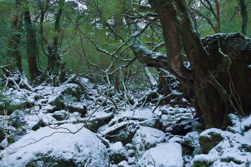YAKUSHIMA　白谷雲水峡