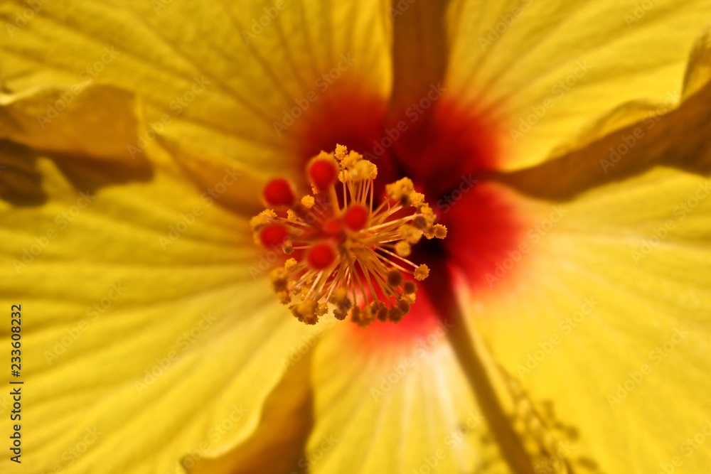 closeup of a flower closeup of a flower