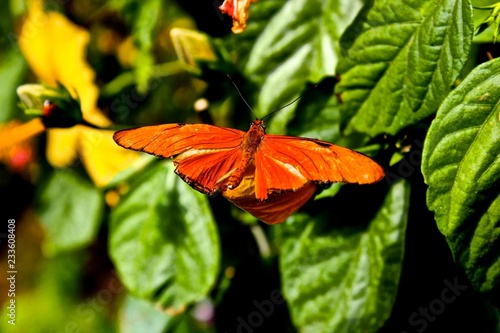 butterfly on flower